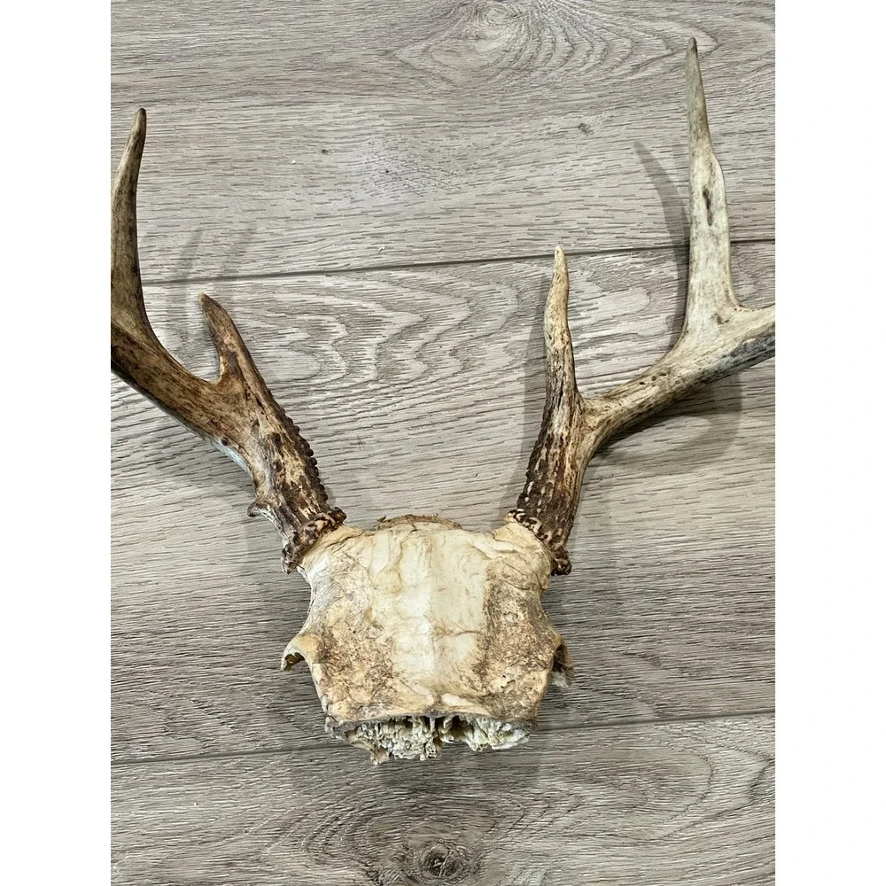 The Unbranded Brand vtg deer